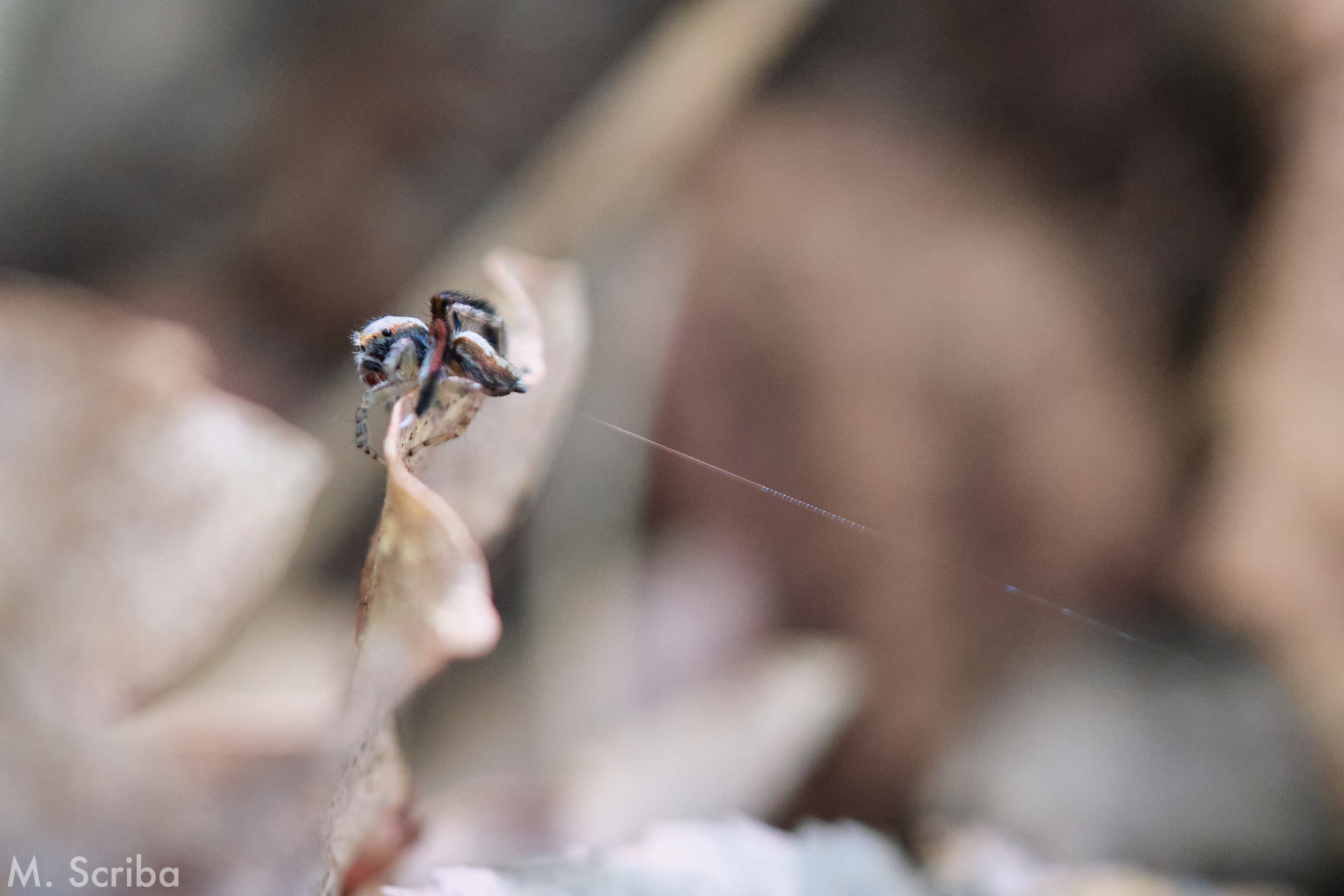 Saitis barbipes male with silk